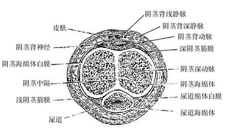 男生的龜頭|人體解剖學/男性生殖器